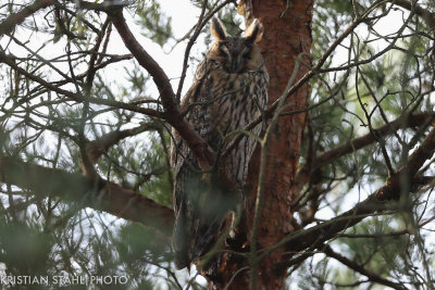 Northern Long-eared Owl Asio otus Lomma fure 20150125.jpg