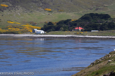 Carcass Island 14120369.jpg