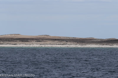 Saunders Island 141203.113.jpg