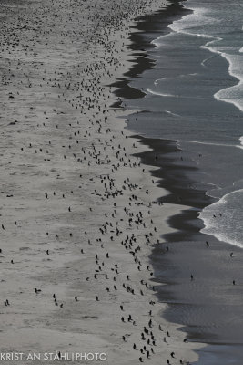 Saunders Island 141203.201.jpg