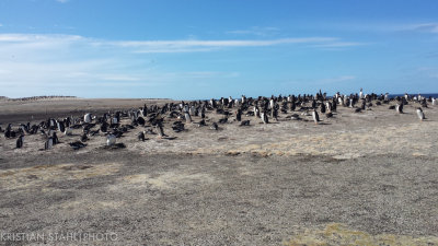 Gentoo Penguin Pygoscelis papua Saunders Island 1412031.jpg