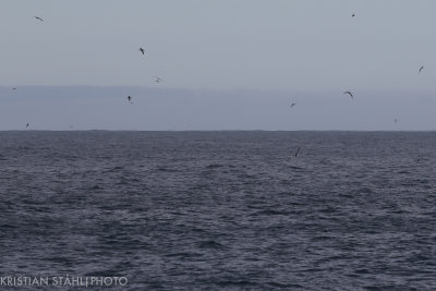 Off Albatross Island on our way to Rositas Harbour 141207 136.jpg