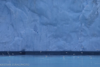 Drygalski Fjord including Antarctic Tern Sterna vittata and one Snow Petrel Pagodroma Nivea 141210 67-2.jpg