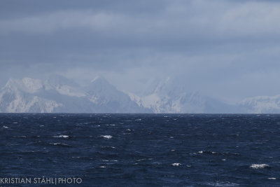 Elephant Island141213 1.jpg