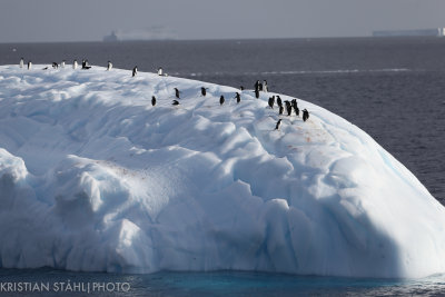 Adélie Penguin pygoscelis adeliae approaching Antarctic Peninsula 141214 15.jpg