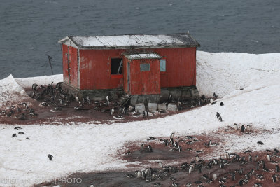 Gentoo Penguin Pygoscelis papua Mikkelsen Harbour Antarctic peninsula 141215 31.jpg