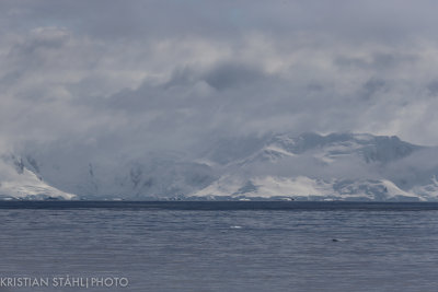 Mikkelsen Harbour - Charlotte Bay Antarctic peninsula 141215 46.jpg