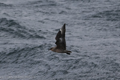 Chilean Skua Catharacta Chilensis Beagle Channel 141201001.jpg