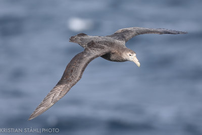 Southern Giant Petrel Macronetes giganteus Open sea Tierra del Fuego - Falkland Islands 141202013-2.jpg