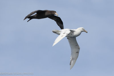 Southern Giant Petrel Macronetes giganteus white morph Open sea Tierra del Fuego - Falkland Islands 141202036-4.jpg