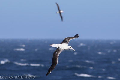 Southern Royal Albatross Diomedea e. epomophora young imm Open sea Tierra del Fuego - Falkland Islands 141202049-2.jpg