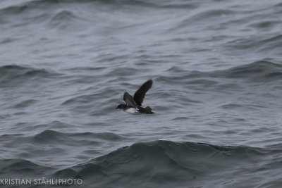 g9/83/664783/3/159140634.uKxF671L.jpg