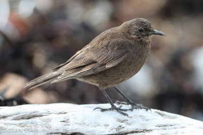 Blackish Cinclodes Cinclodes antarcticus Carcass Island 14120319.jpg