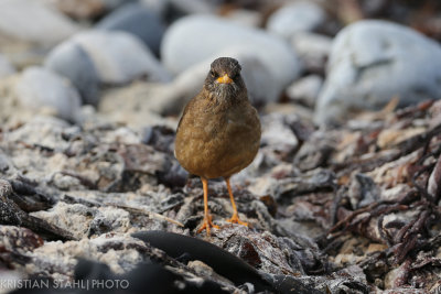 Austral Thrush Turdus falcklandii Carcass Island 14120320.jpg