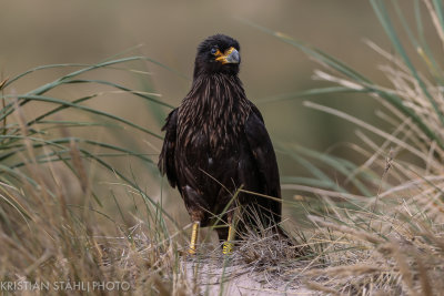 Striated Caracara Phalcobaenus australis Carcass Island 14120326.jpg