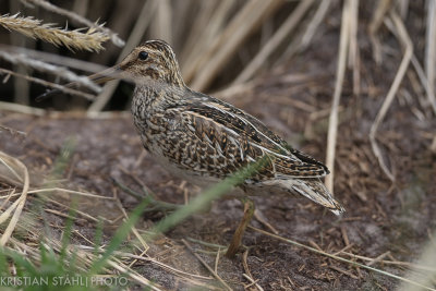 Magellanic Snipe Gallinago paraguaiae magellanicaCarcass Island 14120328-2.jpg