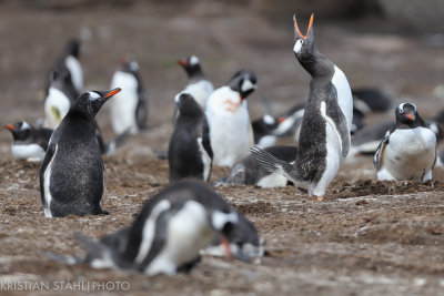 Gentoo Penguin Pygoscelis papuaCarcass Island 14120334.jpg