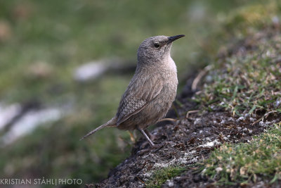Cobb´s Wren Troglodytes cobbi Carcass Island 14120369-2.jpg