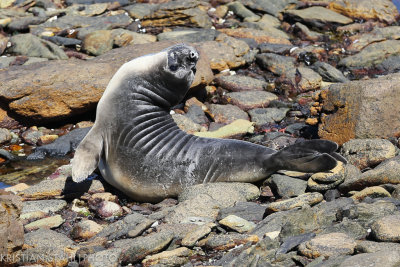 Southern Elephant Seal Mirounga leonina imm Carcass Island 141203.79.jpg