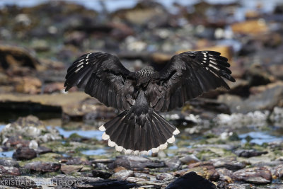 Striated Caracara Phalcobaenus australis Carcass Island 141203.94.jpg