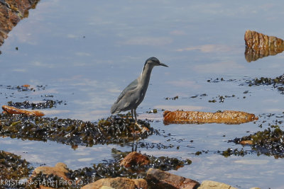 Black-crowned Night-heron Nycticorax n. falklandicus Carcass Island 141203.112.jpg