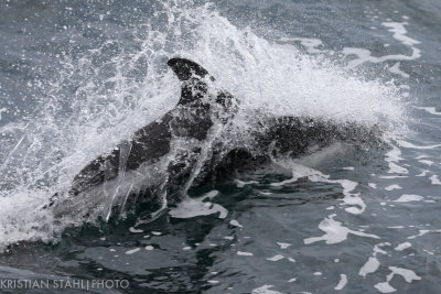 Peale´s Dolphin Lagenorhynchus australis Falkland Islands 14120316.jpg