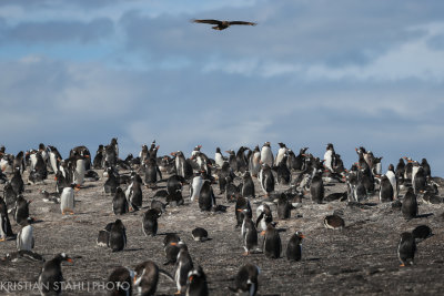 Gentoo Penguin Pygoscelis papua Saunders Island 141203.118.jpg