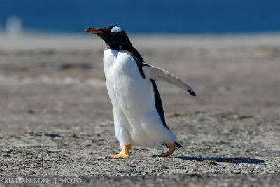 Gentoo Penguin Pygoscelis papua Saunders Island 141203.120-2.jpg