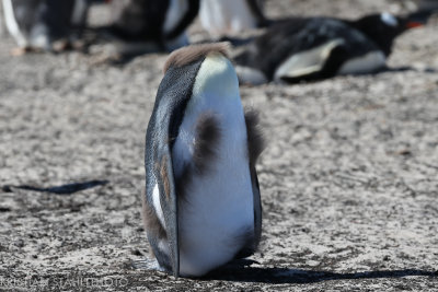 Gentoo Penguin Pygoscelis papua Saunders Island 141203.122.jpg