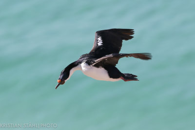 Imperial Shag Phalacrocorax atriceps albiventer Saunders Island 141203.129.jpg