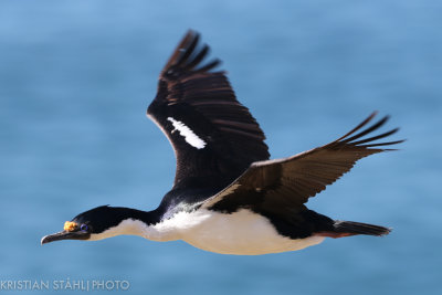 Imperial Shag Phalacrocorax atriceps albiventer Saunders Island 141203.167.jpg