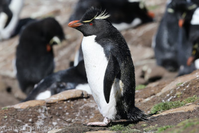 Rockhopper Penguin Eudyptes chrysocome Saunders Island 141203.142-2.jpg