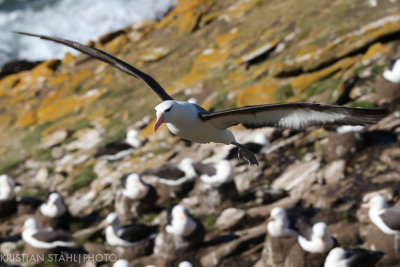 Black-browed Albatross Thalassarche m. Melanophrys Saunders Island 141203.153.jpg