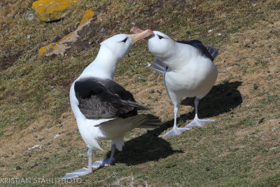 Black-browed Albatross Thalassarche m. Melanophrys Saunders Island 141203.157-6.jpg