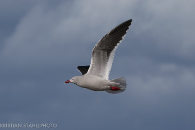 Dolphin Gull Larus scoresbii Saunders Island 141203205_.jpg