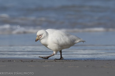 Pale-faced Snowy Sheathbill Chionis alba Saunders Island 141203206-2.jpg