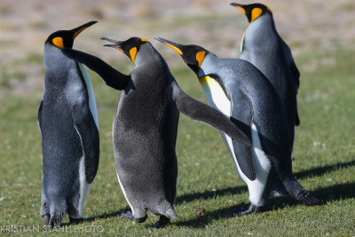 King Penguin Aptenodytes patagonicus Saunders Island 141203225-4.jpg
