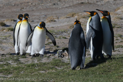 King Penguin Aptenodytes patagonicus Saunders Island 141203234-2.jpg