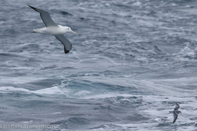 Southern Royal Albatross Diomedea e. epomopha imm Falkland Islands - South Georgia 141205 61.jpg