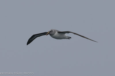Grey-headed Albatross Thalassarche chrysostoma Approaching  South Georgia 141207 4-2.jpg