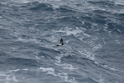 Black-bellied Storm-petrel Fregetta tropica Falkland Islands - South Georgia 141205 43.jpg