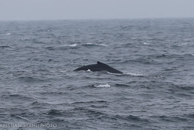 Humpback Whale Megaptera novaeangliae Falkland Islands - South Georgia 141206 31-6.jpg