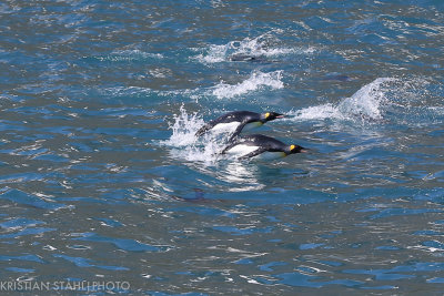 King Penguin Aptenodytes patagonicus Right Whale Bay South Georgia 141207 69.jpg