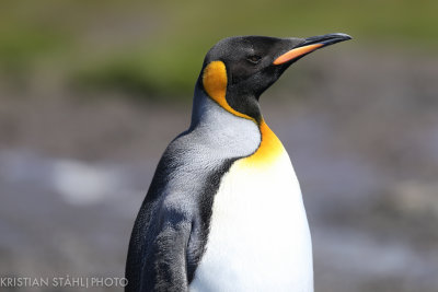 King Penguin Aptenodytes patagonicus Right Whale Bay South Georgia 141207 91.jpg