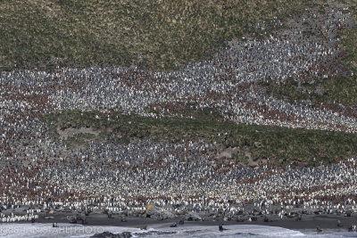 King Penguin Aptenodytes patagonicus Right Whale Bay South Georgia 141207 67.jpg