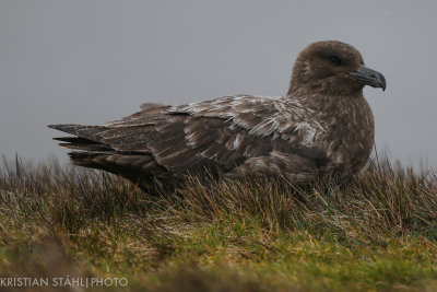 Subantarctic Skua Catharacta antarctica lonnbergi ad Stromness South Georgia 141208 5.jpg