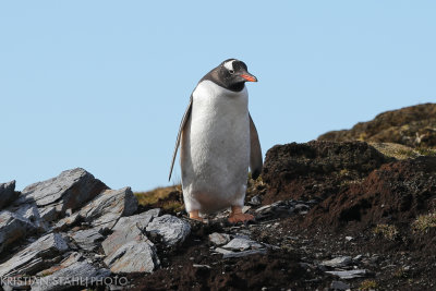 Gentoo Penguin Pygoscelis papua Gothul 141209 19.jpg