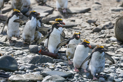 Macaroni Penguin Eudyptes chrysolophus Coopers Bay 141210 27.jpg