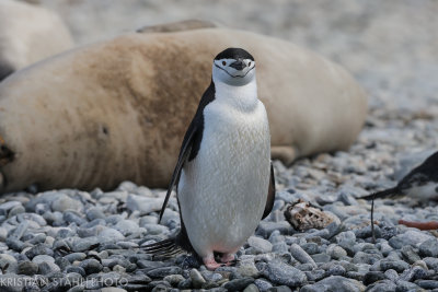 Chinstrap Penguin Pygoscelis antarctica Coopers Bay 141210 43.jpg