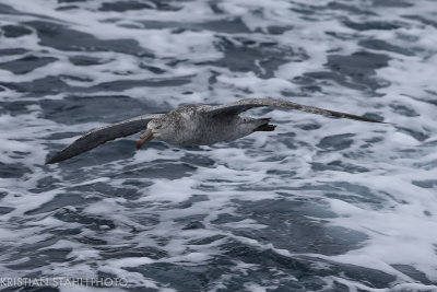 Northern Giant Petrel Macronectes halli ad South Georgia - Elephant Island141211 1.jpg
